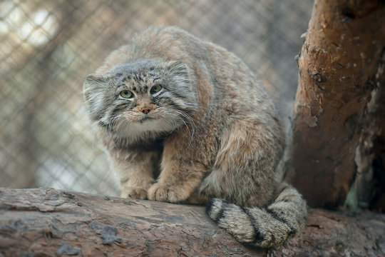 Pallas's cat (Otocolobus manul). Manul is living in the grasslands and montane steppes of Central Asia. Cute furry adult manul on the branches of a tree