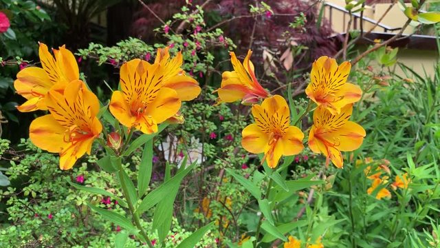 Bright and vibrant yellow and red alstromeria (lily of the Incas).
