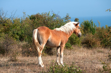 Beautiful little foal grazing on mountain meadow in sunny day