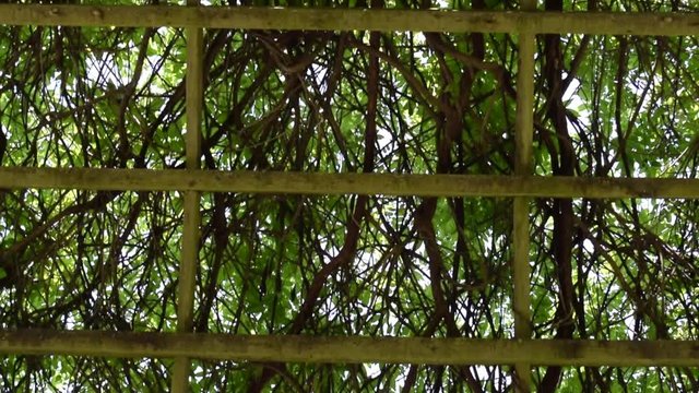 A handheld shot of the inside of an archway covered in branches.