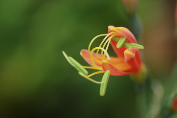 Orange flowers are blooming close up.