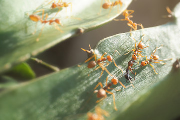Red ants are helping to fight with enemies.