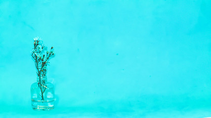 macro white small  flowesr  in a small bottle on a blue background