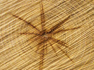 Fresh tree cut ideal for backgrounds and textures. Close up.
