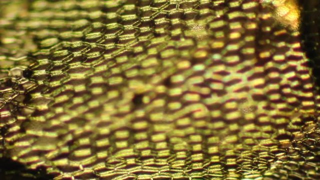 Polarization microscopy reveals a mosaic of plant cell walls in a moss. 