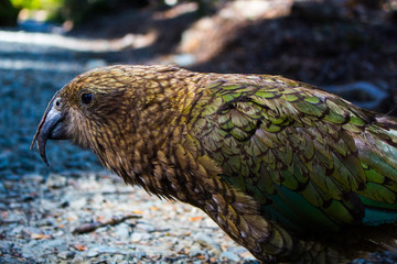 This is Kea parrot. It is famous its intelligence. 