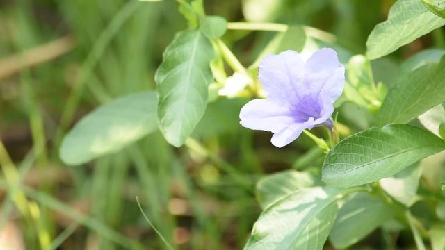 Purple flower or Ruellia squarrosa (Fenzi) Cufod That sway in the wind.