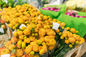 Warehouse refrigerator, Wholesale flowers for flower shops. Persian Buttercup, Ranunculusin a plastic container or bucket. Online store. Floral shop and delivery concept.