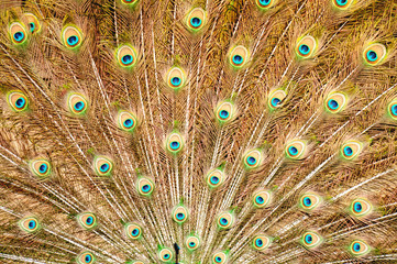 Obraz premium Dusk light on the peacock feathers 