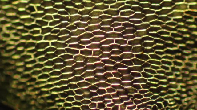 Polarization microscopy reveals a mosaic of plant cell walls in a moss. 