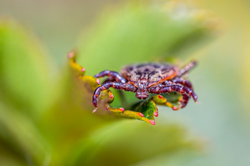 Blood sucking ticks in high grass on the season meadow