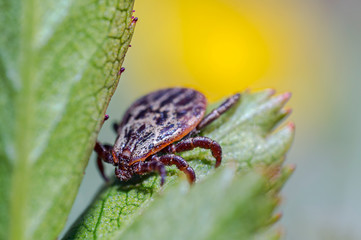 Blood sucking ticks in high grass on the season meadow