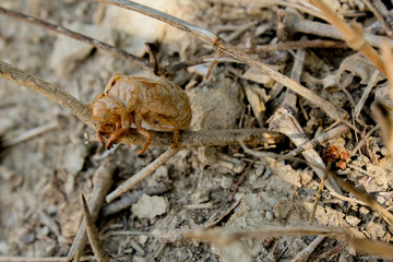 cicada shell on a tree with blurred background