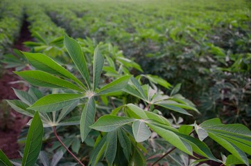 Cassava field close up leaf with a wind blow