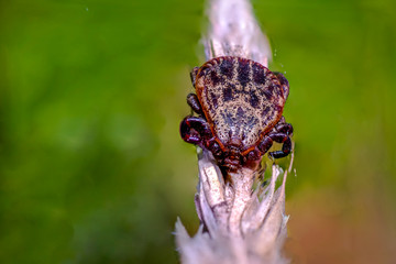 Blood sucking ticks in high grass on the season meadow