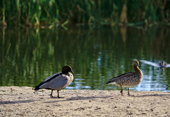 Two grey ducks