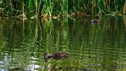 Duck swimming on water