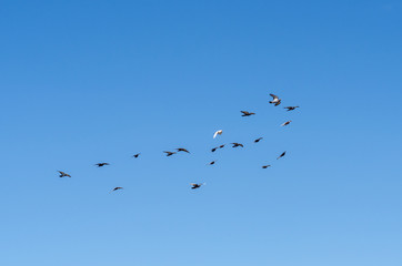 a flock of pigeons flying in a clear blue sky