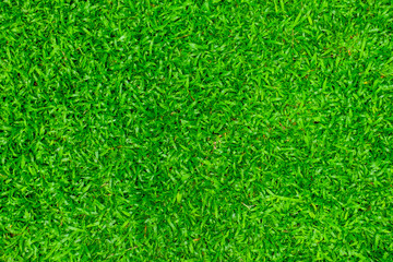 The surface of the green grass for the design work that feels fresh, moist and natural.