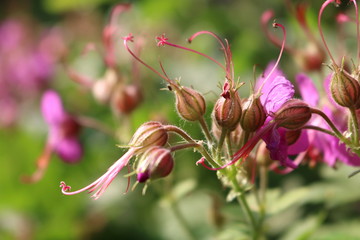 Geranium macrorrhizum, crane's bill in bloom 