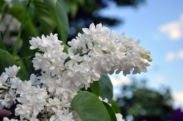 Spring branch of blossoming lilac. Natural beauty