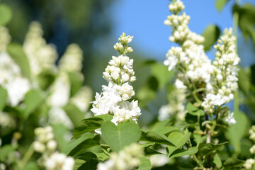 Flowers of white lilac on a bush on a sunny day close up