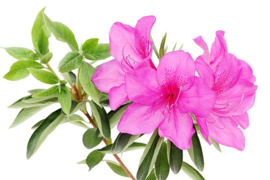 つつじの花 白バック Stock 写真 Adobe Stock つつじの花 白バック Stock 写真 Adobe Stock