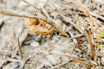 cicada shell on a tree with blurred background