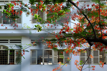 Fototapeta na wymiar Flamboyant, summer flowers, bloom vibrant in red on school windows