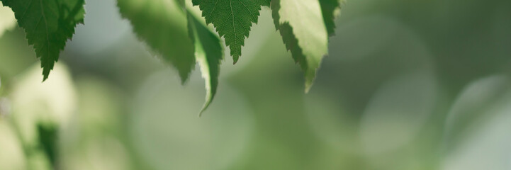 Spring background with birch branches