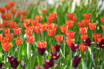 Many red tulips grow in the sun. Concept Spring