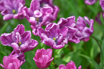 Obraz premium Lilac tulips on a sunny day on a green background. Tulip variety Rems Favorite