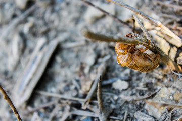 cicada shell on a tree with blurred background