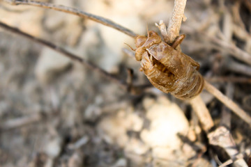 cicada shell on a tree with blurred background