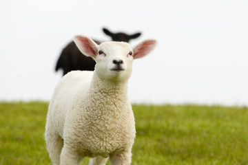 white sheep lamb and black lamb standing on pasture