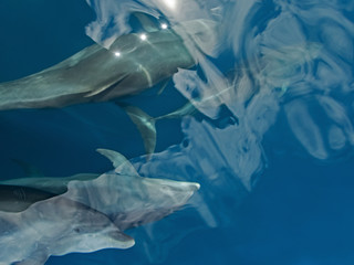 Dolphins in the bow wave (North Sulawesi/Indonesia)
