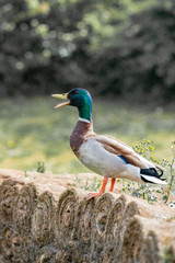 Duck on the branch in the forest