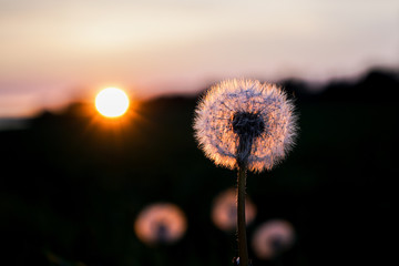 Back-lit flower in the setting sun.