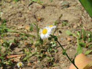 ワイルドストロベリー