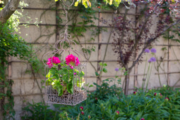 Fototapeta na wymiar Pink flower hanging from a tree in the garden in summer