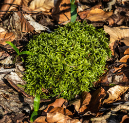 Moospflanze im Herbstlaub