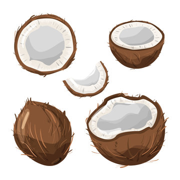 Set of various coconut. Delicious organic product. Vector illustration isolated on white background.