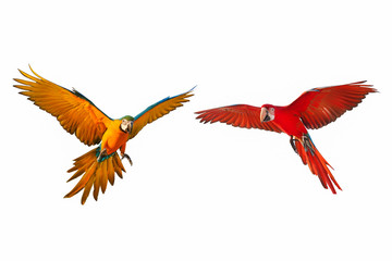 Colorful flying parrots isolated on white background