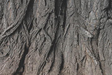 The texture of the bark of an old tree, the background of the bulk structure of the tree. Wood structure background