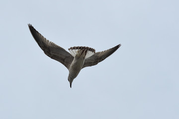 Seagulls flying in the sky