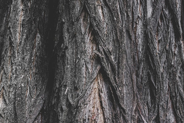 The texture of the bark of an old tree, the background of the bulk structure of the tree. Wood structure background