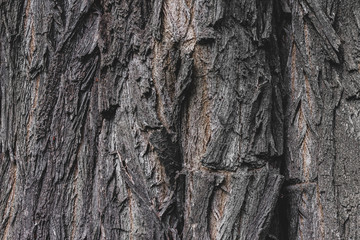The texture of the bark of an old tree, the background of the bulk structure of the tree. Wood...
