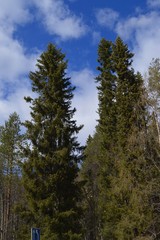 Fototapeta na wymiar pine forest and blue sky