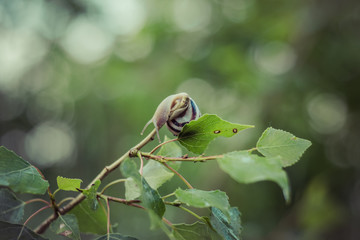 Snail on the tree in the garden. Short depth of focus. Macro close-up blurred green background.   Snail gliding on the wet wooden branch. 