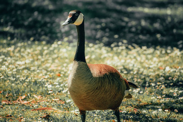 Goose Strolling in Sunlight